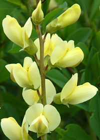 Baptisia 'Mojito'